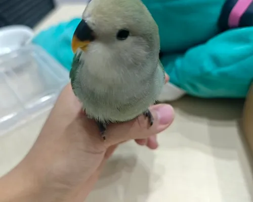 朋友养的一只牡丹鹦鹉，很好揉
